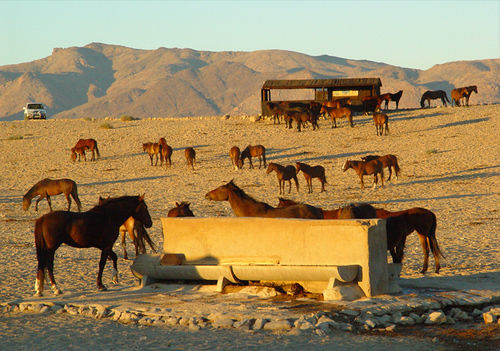 Klein-Aus Vista Desert Horse Inn エクステリア 写真